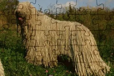 Komondor jigsaw puzzle