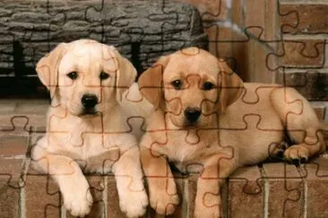 Labrador Retrievers jigsaw puzzle