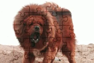 Mastin Tibetano jigsaw puzzle