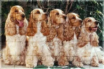 Cocker Spaniel jigsaw puzzle