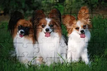 Papillon jigsaw puzzle