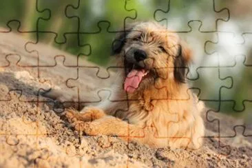 Pastor Catalan jigsaw puzzle