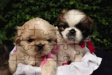 Pequines jigsaw puzzle
