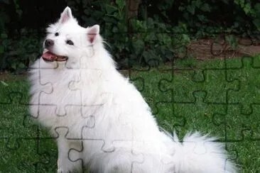 Esquimal Americano jigsaw puzzle