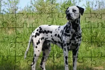 Dalmata jigsaw puzzle