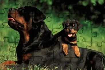 Rottweiler jigsaw puzzle