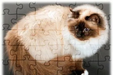 Sagrado de Birmania jigsaw puzzle