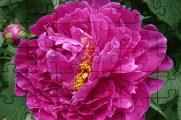 Peonie