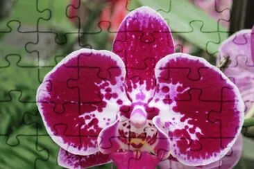 è˜­èŠ±