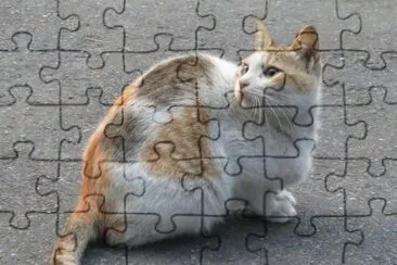 è²“