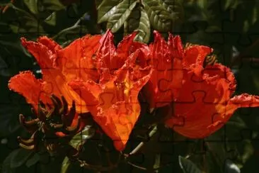 fleurs etranges jigsaw puzzle
