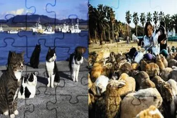 animales