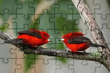 casal de cardeais jigsaw puzzle