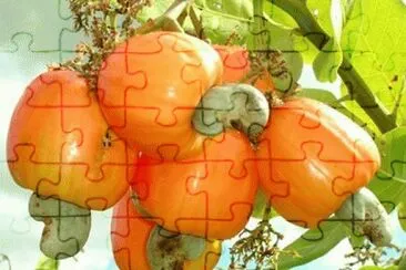 cajus jigsaw puzzle