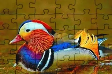 pato colorido jigsaw puzzle