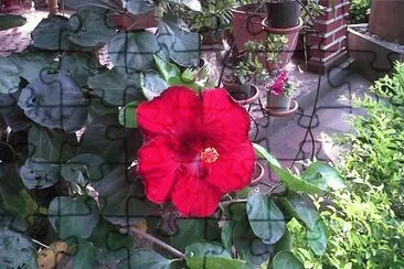 Flores colombianas. jigsaw puzzle