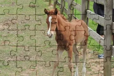 Carolina jigsaw puzzle