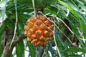 fruit etrange jigsaw puzzle