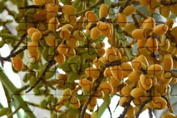 fruits etranges jigsaw puzzle