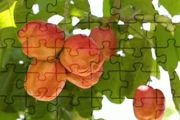 fruits etranges