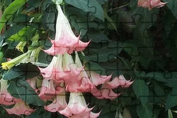datura jigsaw puzzle