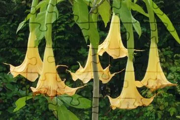 datura jigsaw puzzle