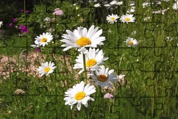 fleurs des champs jigsaw puzzle