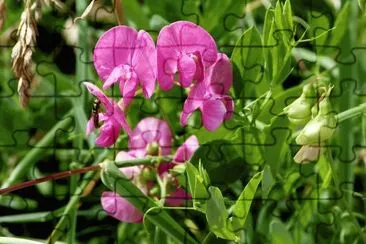 fleurs des champs jigsaw puzzle