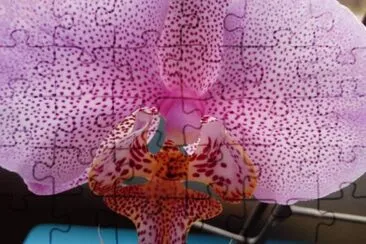 Orquidea