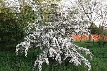 Biancospino