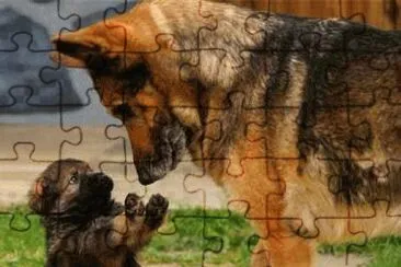 cachorro jigsaw puzzle