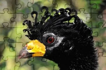 penacho jigsaw puzzle