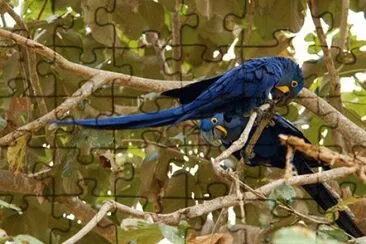 arara azul jigsaw puzzle