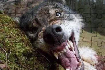 cÃ£o jigsaw puzzle