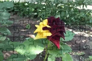 rosa colorida jigsaw puzzle