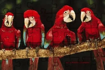 arara vermelha jigsaw puzzle