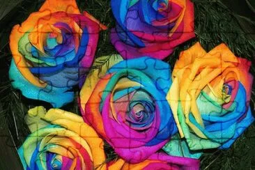 Rainbow Roses