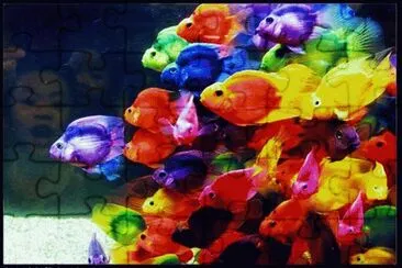 Rainbow Fish