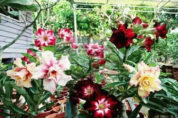 flores jigsaw puzzle