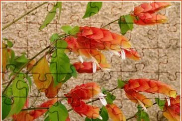 plante aux crevettes jigsaw puzzle