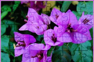 bougainvillÃ©e