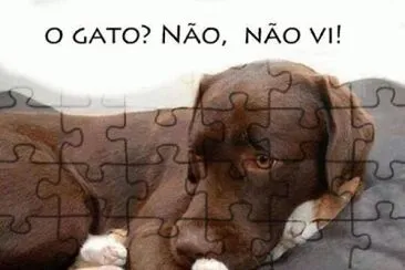 gato-cachorro
