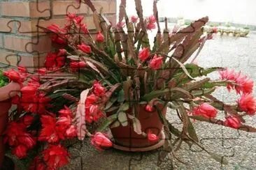 Pluma de Santa Teresa