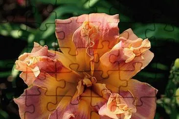 Day Lily