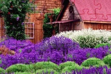 Lavender Farm Washington USA