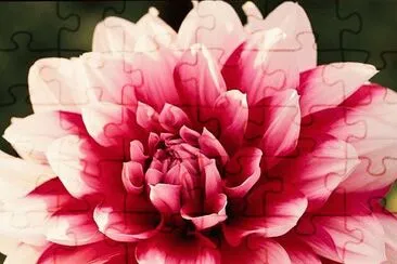 פאזל של Dahlia