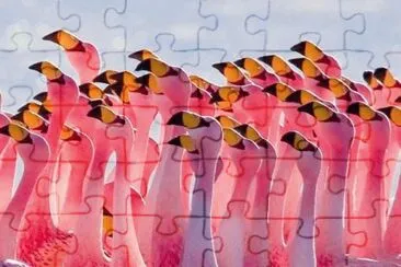 פאזל של FLAMENCOS.