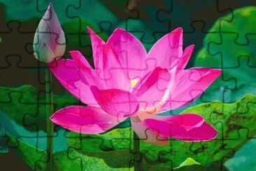 lotus jigsaw puzzle