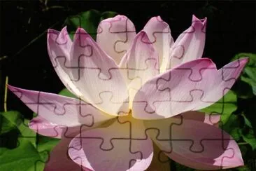 פאזל של lotus