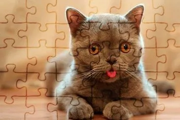 - gato